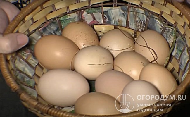 Несушки способны сохранять продуктивность до 4 лет, давая за год по 180-200 яиц массой 55-60 г