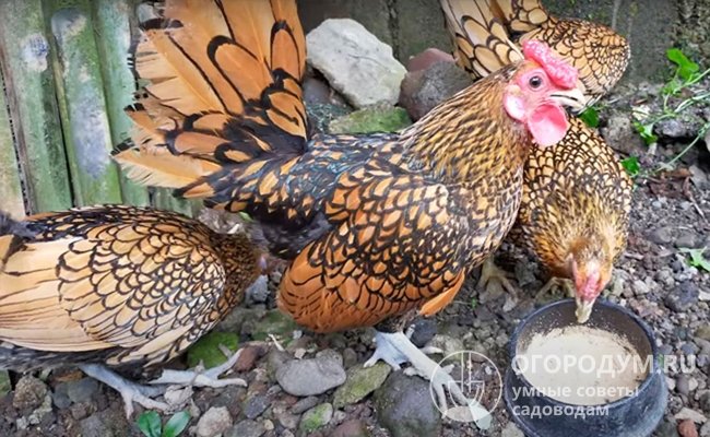 Куры Сибрайт: описание породы, уход, содержание цыплят, отзывы
