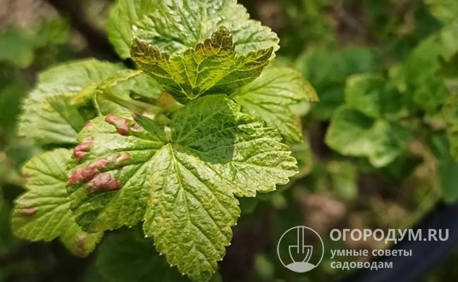 Антракноз винограда: фото, чем лечить, меры борьбы и профилактики