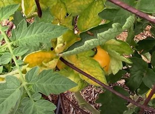Фузариоз томатов: причины и лечение