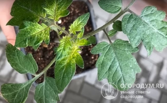 Фузариоз томатов: фото, описание и лечение