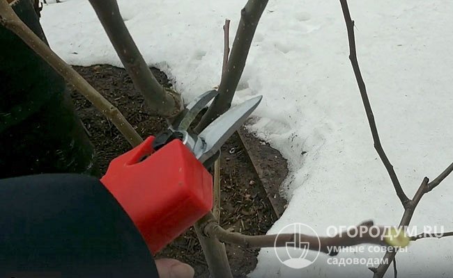 Независимо от сроков посадки, первую обрезку плодовых деревьев проводят ранней весной