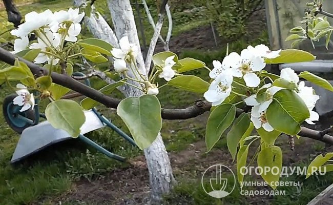 Цветки крупные, белые, с овальными лепестками