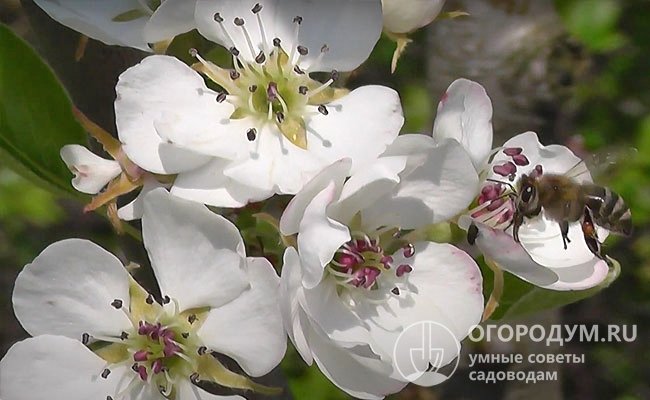 Цветение приходится на конец весны, что снижает риск повреждения возвратными заморозками