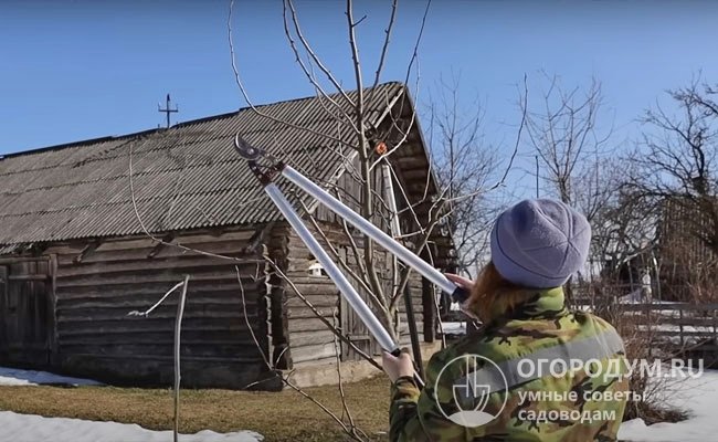 Грушевые деревья нуждаются в ежегодной санитарной и формирующей <strong>обрезке</strong> для профилактики заболеваний и повышения продуктивности