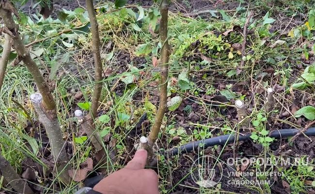 В питомниках сорт размножают путем прививки на сеянцы уссурийской груши, при этом отмечается хорошая совместимость с подвоем и быстрый рост саженцев