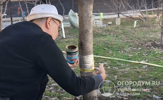 Наряду с химобработками эффективны и агротехнические меры – ловчие пояса, рыхление почвы в приствольном круге, обрезка сухих и поврежденных веток, уборка падалицы