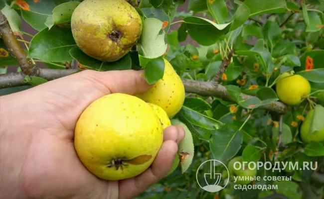 На поверхности часто присутствуют пятна сильной оржавленности, имеющие неправильную форму