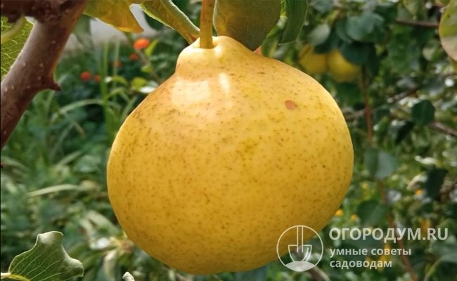 В период потребительской спелости основная окраска становится желтой, на ней хорошо заметны немногочисленные подкожные точки цвета ржавчины