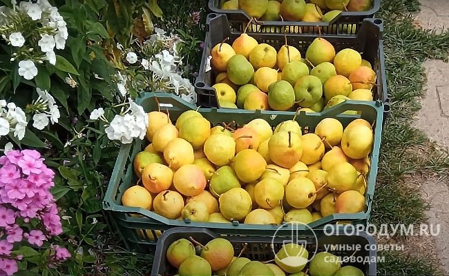 В благоприятных условиях дерево способно приносить ежегодно более 30 кг груш высокого качества
