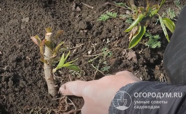 В питомниках сорт размножают методом окулировки (прививки глазком), в качестве подвоя обычно используют сеянцы уссурийской груши