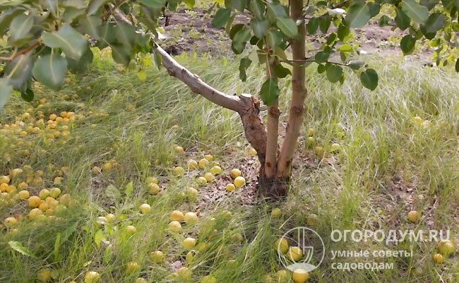 В процессе созревания плоды прочно удерживаются на дереве, но если не снять их вовремя, дружно опадают буквально за пару дней