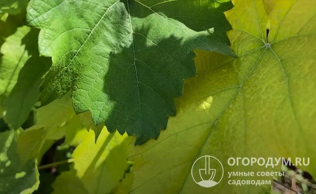 Хлоротичные изменения в окраске листвы проявляются не только на винограде, но и практически на всех садово-огородных, декоративных и комнатных растениях