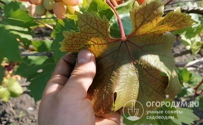 У красных сортов винограда ткани между прожилками приобретают малиновый оттенок (на фото – изменения цвета листа, поврежденного цикадкой)
