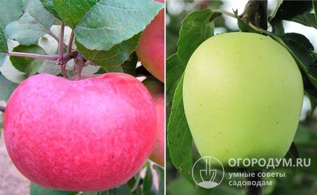 Плоды распространенных клонов значительно отличаются друг от друга по форме, размерам и окраске