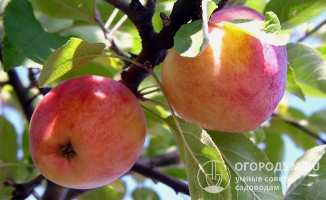 Созревающие в сентябре яблоки вполне транспортабельны, способны храниться до января, используются как в свежем, так и в переработанном виде