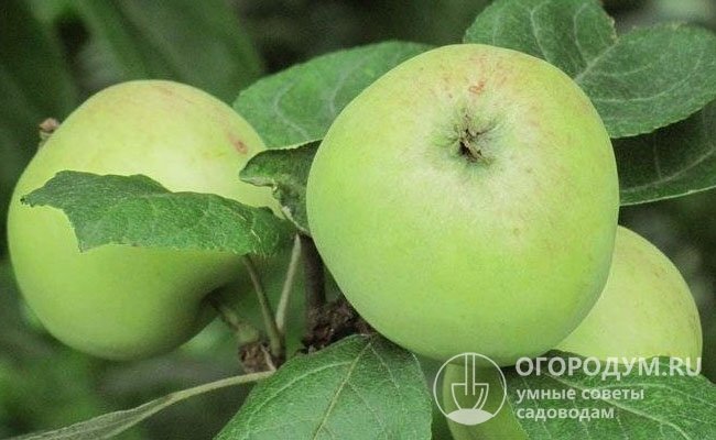 Яблоки зеленые или салатовые, очень сладкого, слегка пряного вкуса, сочные и ароматные
