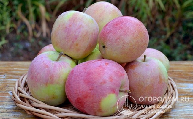 Фаза съемной зрелости у яблок сорта «Аркадик» наступает в середине августа, после чего они могут храниться не более месяца