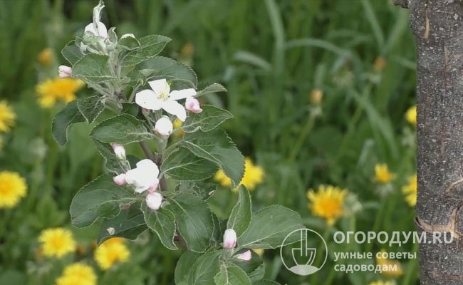 В условиях Башкирии цветение приходится на вторую половину мая