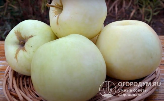 Сор считается хорошим опылителем для других самобесплодных яблонь, например, «Волжанка», «Бирское грушевое» (на фото)