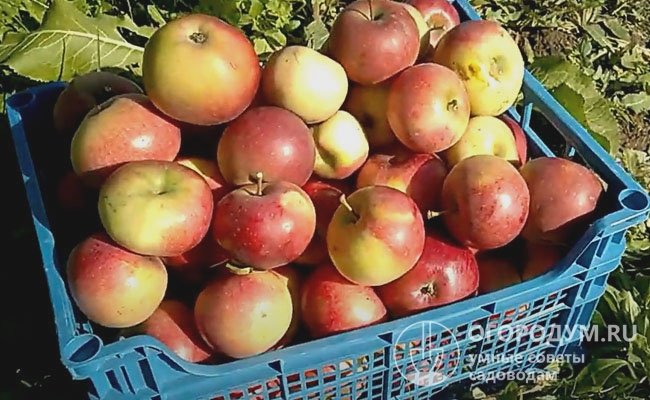В промышленных насаждениях с 8-летних деревьев на семенном подвое при схеме посадки 5×3 м с гектара получают в среднем 17 тонн яблок
