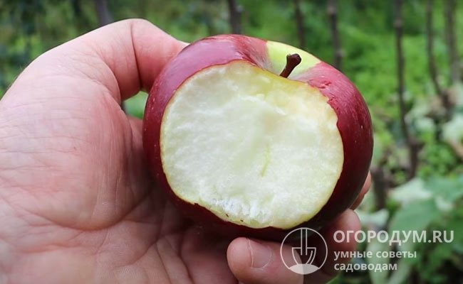 Яблоня Белорусское сладкое: описание сорта, фото, отзывы садоводов - популярный сорт яблок с отличным вкусом
