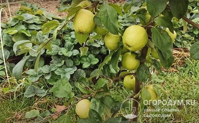 Садоводы отмечают сладкий вкус яблок, их ранее созревание и возможность длительного хранения