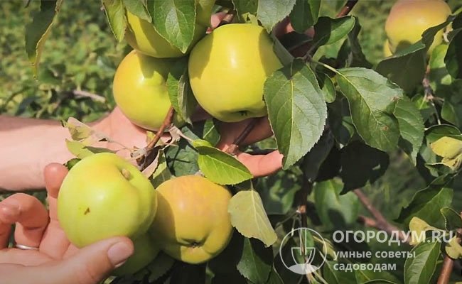Плодоножки довольно короткие, толстые, прямопоставленные, прочно крепятся к веткам, благодаря чему созревшие яблоки не осыпаются