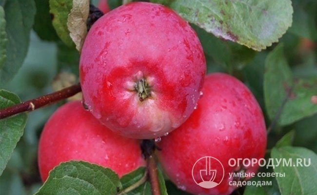«Брусничное» ценится за отличный вкус плодов и высокую урожайность при компактных габаритах дерева