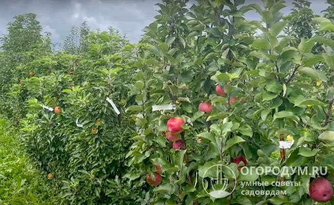 Яблоня колоновидная Арбат: описание сорта, фото, отзывы садоводов