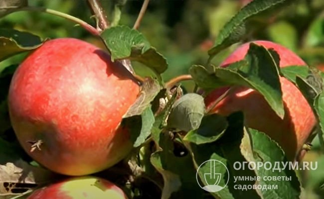 Технической (съемной) спелости плоды достигают во второй половине сентября – начале октября