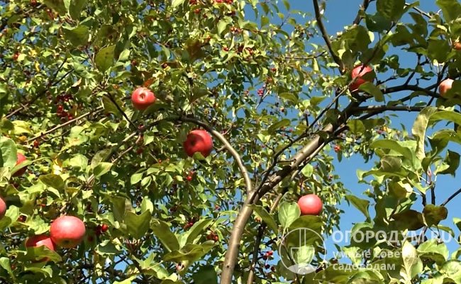 В засушливые сезоны яблоки мельчают, при отсутствии осадков в периоды закладки завязей и налива плодов требуется обильное орошение