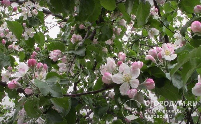 Цветение обильное, цветки белые или слегка розоватые