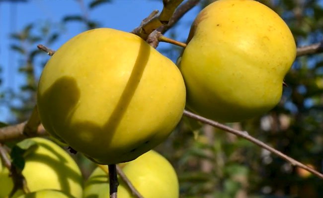 Плоды прочно удерживаются на ветвях, в процессе созревания не проявляют склонности к осыпанию