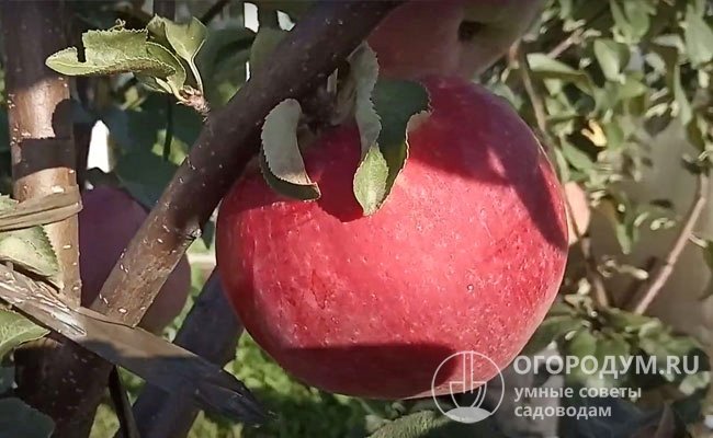 Крона не склонна к загущению, ветви расположены редко, выдерживают большую нагрузку урожаем благодаря почти прямому углу отхождения от ствола