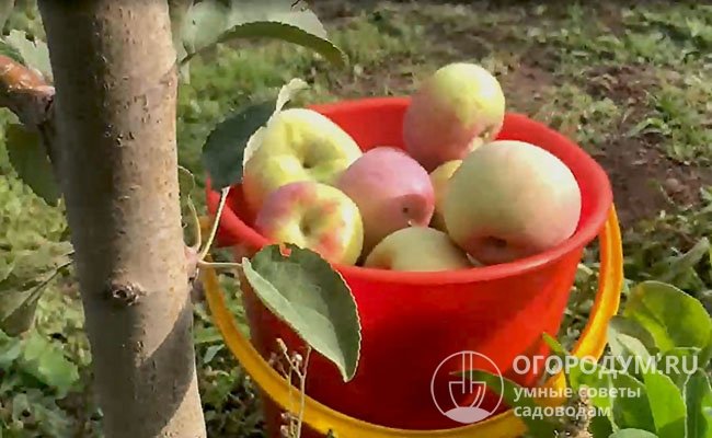 Яблоки довольно крупные, одномерные, при достижении технической спелости не проявляют склонности к опаданию