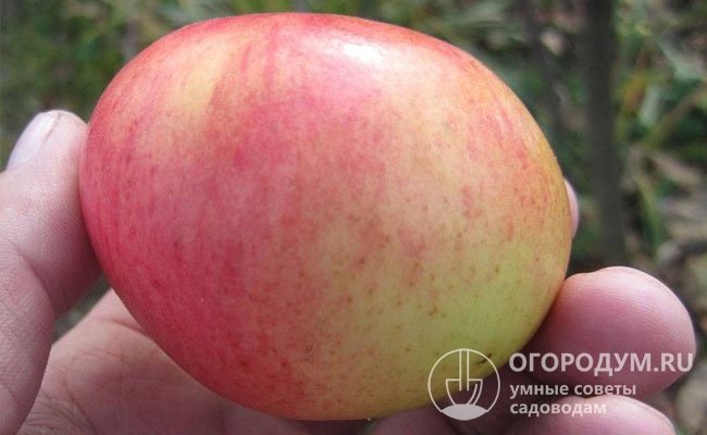 Кулинарное назначение яблок универсальное: они подходят как для употребления в свежем виде, так и для всех способов переработки