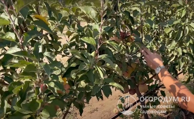В интенсивных садах между яблонями на суперкарликовых подвоях выдерживают расстояние 60-70 см (на фото – деревья «Ред Чиф Камспур» на 3-й год вегетации)