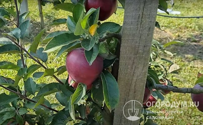 Карликовые яблони часто выращивают в шпалерной культуре