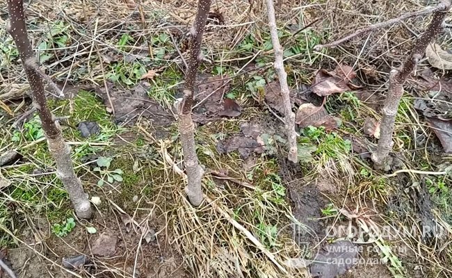 Характеристики подвоя важно уточнять при покупке посадочного материала в питомниках