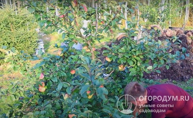 Яблоня Розовый налив: описание сорта, фото, отзывы садоводов