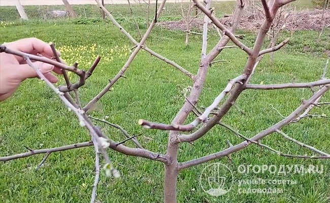 В ходе испытаний при промораживании до −40 ℃ в середине зимовки кора и камбий не повреждались, почки и ксилема пострадали незначительно (до 0,5 балла)