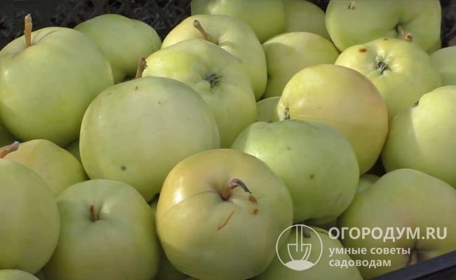 По сведениям Госреестра РФ средний вес плода составляет 71 г, по данным оригинатора – 100-130 г, в зависимости от возраста яблони и условий выращивания он может достигать 200 г