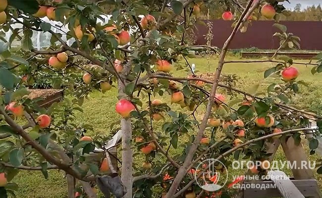 Яблоки прочно удерживаются на ветвях, не осыпаются при созревании