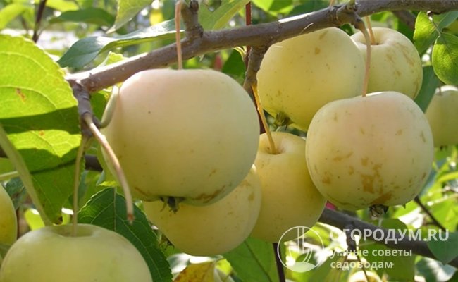 Яблоня-полукультурка прекрасно приспособлена к суровым климатическим условиям, обладает высокой экологической пластичностью