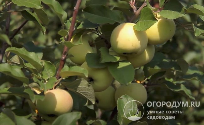 Дочерние сорта, полученные от «Уральского наливного», значительно расширили яблоневый сортимент в регионах рискованного земледелия