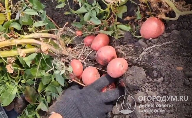 В гнезде под каждым кустом формируется от 8 до 15 картофелин