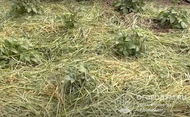 Чтобы снизить риск подмерзания всходов и пересыхания почвы, гряды мульчируют скошенной травой, соломой, спанбондом