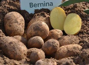 Картофель «Бернина»: описание сорта, фото и отзывы