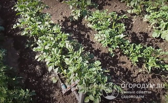 Картофель «Гала» нетребователен к составу почвы, но хорошо реагирует на азотные листовые подкормки в начале цветения и обильный полив после клубнеобразования